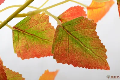 Осенний листопад. / Березовый околок Листья березы и первый заморозок