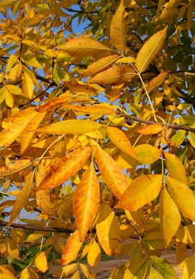 Листья ясеня осенью фото фотографии