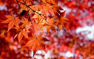 Листья клена осенью фото фотографии