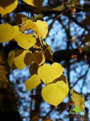 Дерево липа осенью (27 фото) - 27 фото