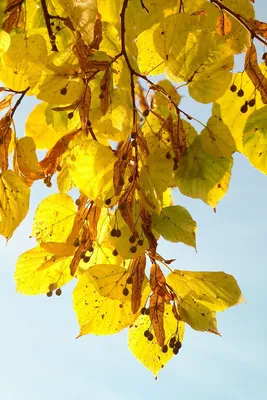 Листья липы осенью - 87 фото