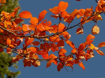 Липовый лист осенью - 52 фото