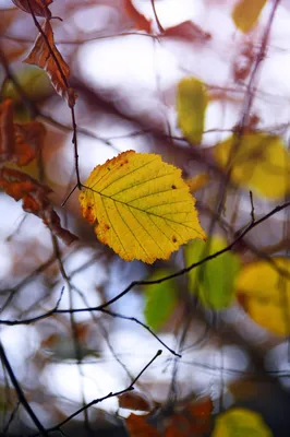 Осенние листья с дерева ольха - 56 фото