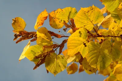 Листья липы осенью фото фотографии