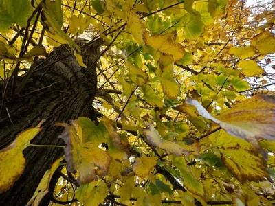 Липа осенью (Много фото) - treepics.ru