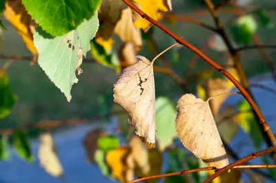 Листья липы в осенний сезон | Премиум Фото