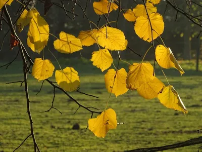 Осенний лист липы летит в небе …» — создано в Шедевруме