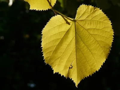 желтый цвет липы листьев осени Стоковое Изображение - изображение  насчитывающей обруч, хромая: 19094777