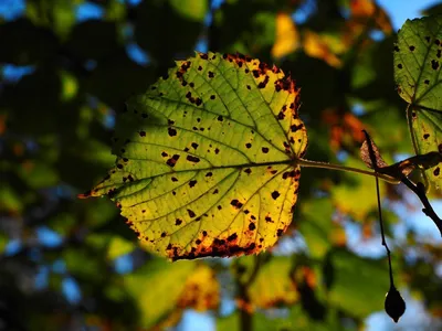 Пожелтевшие листья липы на деревьях | Премиум Фото