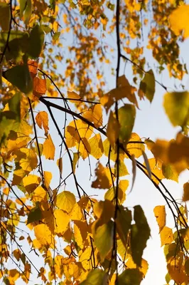 Листья липы осенью (Большая коллекция фотографий) - treepics.ru
