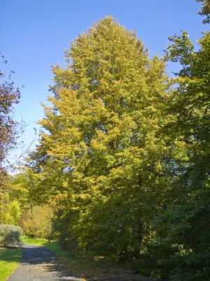 Золотой Лист Извести Дерево Липа Europaea Осенью Стоковые Фотографии |  FreeImages