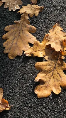 Листья липы осенью - красивые фото