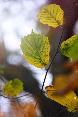 Листья липы осенью - фото и картинки: 44 штук