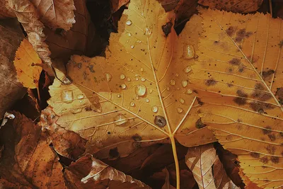 Засохшие Осенью Листья Каштана стоковое фото ©Burgstedt 511392060