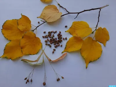 Осенний листочек липы из полимерной глины | Полимерная глина, Глина, Заколки