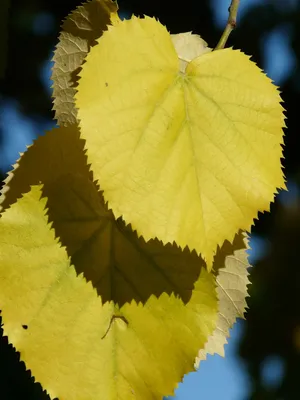 Сушеные листья липы на белом фоне :: Стоковая фотография :: Pixel-Shot  Studio