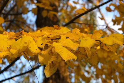 Осенний лист липы - фото и картинки: 46 штук