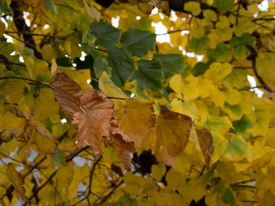 Красочные осенние листья яблок изолированы на белом фоне, с обрезкой пути  стоковое фото ©dusan964 89930638