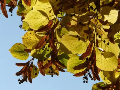 Листья осины осенью - 38 фото