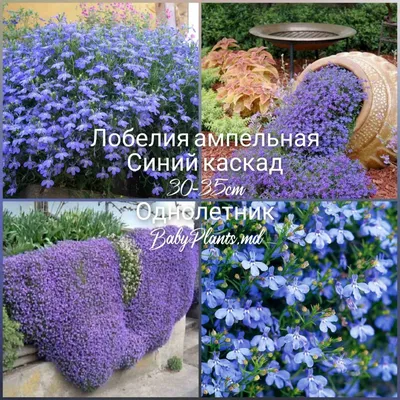 Лобелия кустовая Palace Blue Eye - Сад цветов - Магазин рассады цветов в  Барнауле