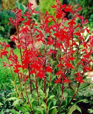 Лобелии Цветущий сад ЦС Лобелия ЭРИНУС - купить по выгодным ценам в  интернет-магазине OZON (500399693)