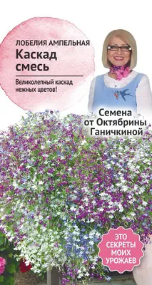 Лобелия ампельная Регатта Сапфир | Flora Altay