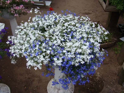 Лобелии Евросемена Растения для сада - купить по выгодным ценам в  интернет-магазине OZON (1012227136)
