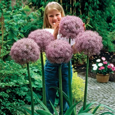 Семена цветочных культур : Allium Лук Глоубмастер