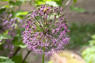 Купите Allium Sphaerocephalon (Лук декоративный Круглоголовый) 5шт 🌹 из  питомника Долина роз с доставкой!