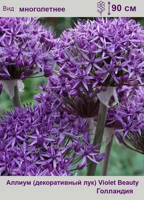 Allium * Декоративный лук | Allium * Декоративный лук | Flickr