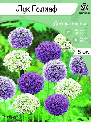 Купить Лук (Allium) с доставкой почтой в интернет-магазине Архиленд
