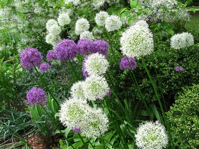 Лук Голубой (Allium Caeruleum)