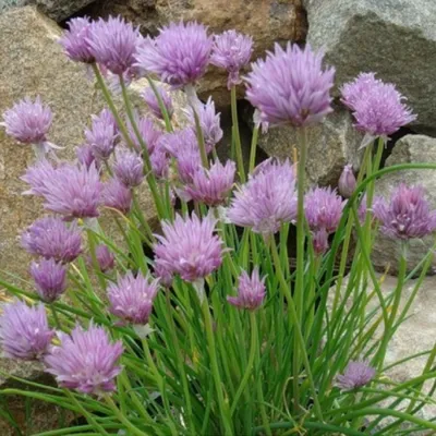 Allium giganteum Regel, Лук исполинский (World flora) - Pl@ntNet identify