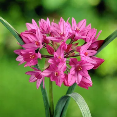 Allium atropurpureum — Лук темно-пурпуровый | My Garden 2012… | Михаил |  Flickr
