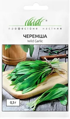 Черемша, лук охотский (Allium ochotense Prokh.). Купить черемшу: саженцы,  семена / Женьшень