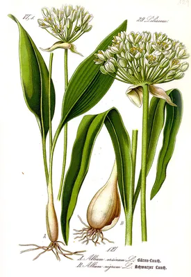 Черемша, лук медвежий (Allium ursinum)