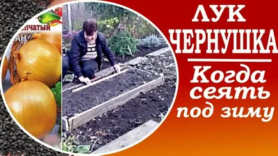 Выращивание лука с нуля Сеем лук чернушка под зиму - YouTube
