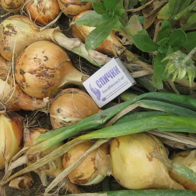 Озимый лук: проверенная техника осенней посадки украинских фермеров -  полезные статьи о садоводстве от Agro-Market