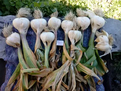 Лук Суворова (Allium suworowii) /Анзур - «Легендарный лук Суворова. Много  витамина С и необычный вкус. » | отзывы