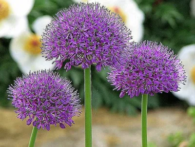 Лук Суворова (Allium suworowii) /Анзур - «Лук Суворова, как подснежник -  всходит первым! Вкусный и полезный. Необычное цветение.» | отзывы