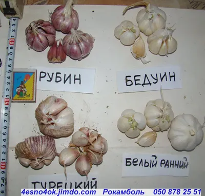 Многолетний чеснок-лук (лук Суворова), цена 120 руб. купить в Москве