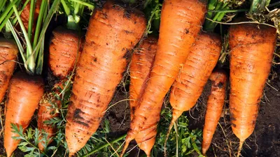 Лук и морковь на одной грядке! Смешанная посадка - отличный урожай! -  YouTube