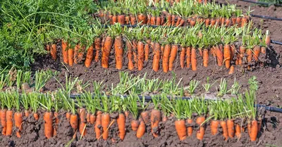 Лук и морковь на одной грядке помогают друг другу