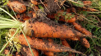 Удобрение моркови и лука в совместных посадках