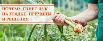 Посадка моркови: советы и правила на 2023 год | ivd.ru