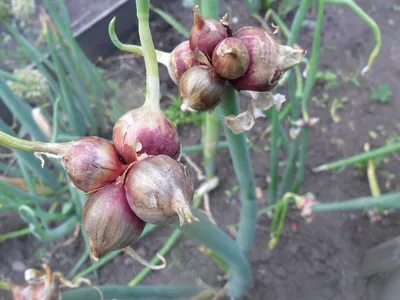 Многоярусный лук семена (Allium proliferum) - Цена: €7.95