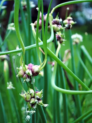 Лук многоярусный (Allium Proliferum)