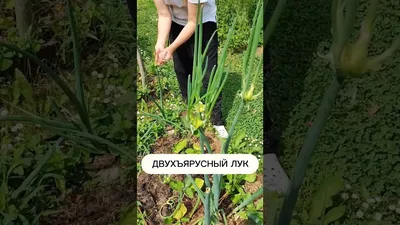 Многоярусный лук: 500 тг. - Сад / огород Алматы на Olx