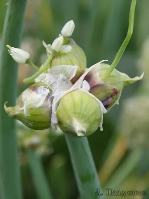 Многоярусный лук (A. proliferum) - «Шагающий лук в 4 яруса.(фото) Самый  морозостойкий, самый вкусный. Должен быть на каждом огороде!» | отзывы
