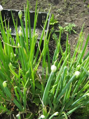 Многоярусный лук (A. proliferum) - «Шагающий лук в 4 яруса.(фото) Самый  морозостойкий, самый вкусный. Должен быть на.. | ВКонтакте